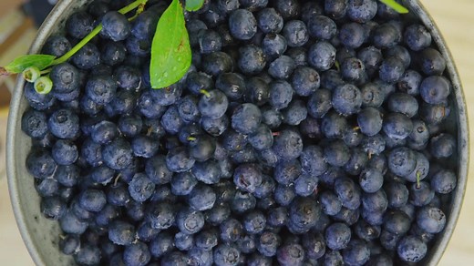 Comment cultiver ses propres myrtilles 🫐 ? Quel plaisir de récolter ses propres petits fruits dans le jardin ! Vous possédez déjà des framboisiers ou des cassissiers ? Pourquoi ne pas tenter les myrtilliers ! Nous vous donnons toutes les astuces nécessaires pour les planter et profitez de belles récoltes 🌱. 🔎 Notre secret de jardinier ? Plantez différentes variétés les unes à côté des autres, vos arbustes donneront plus de fruits ! Retrouvez les produits présents dans la vidéo sur notre site