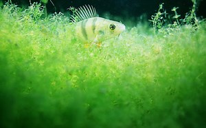 Algae Omega-3 vs Fish Oil: A Cleaner, Plant-Based Alternative?