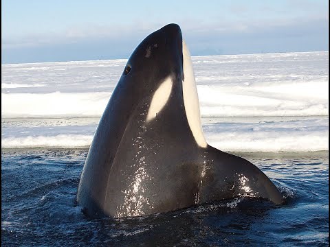 Calls of Antarctic Type C killer whales in McMurdo Sound, Ross Sea.