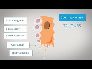 la spermatogenèse