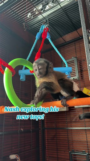 Jungle Gym Adventures for Nashie the Capuchin Monkey
