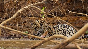 Astonishing photos capture battle between a jaguar caiman
