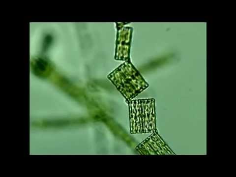 Creatures in my Water!!! - Microscopic Animals from a Local Stream.
