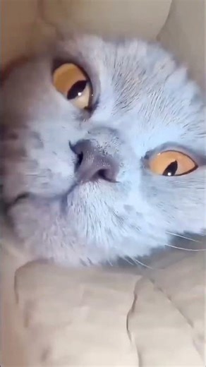 Angry Cat 😾 #adamsfyp #funny #shorts