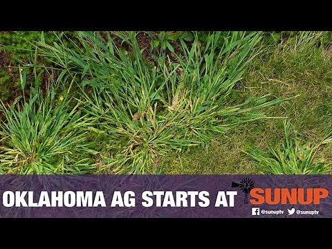 Crabgrass as Forage (5/2/20)