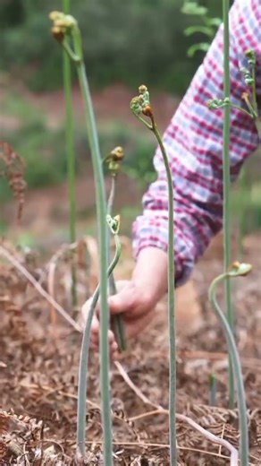 picking fresh fiddlehead ferns directly in the forest