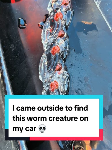 Discovering a Creepy Worm Creature on My Car