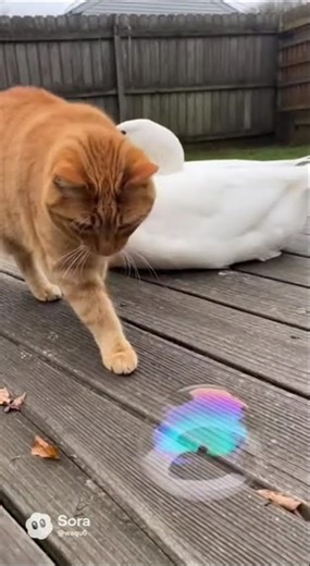 Cats vs. Geese: The struggle is real! 😂