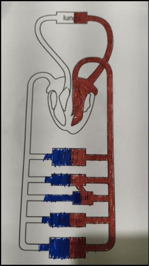 Double circulation #biology #stopmotion #animation #neet #ncert #best