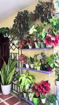 Tres plantas que deben tener en la entrada de la casa
