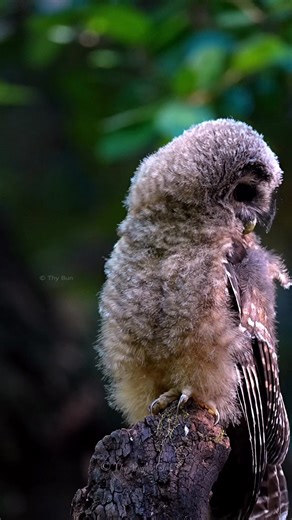 7.5K views · 947 reactions | 李 Northern Spotted Owl Juvenile 黎 . . . . . #thypygmyowltour #westernscreechowl #owl #wildlife #nature #photography #fblifestyle #october #halloweenparty #Halloween #halloweenevents  Original photo by me, AI adds the magic! ✨ ✨ | Thy Pygmy Owl Tour | Facebook