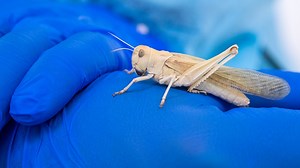 Hargol FoodTech is producing an industry-shaking grasshopper and providing an alternative source of protein. By harvesting grasshoppers in Israel, Hargol is taking protein to a new level, transforming these high nutrient insects into energy bars, sausages, protein powder, and afternoon snacks through their new brand Biblical Protein. Be inspired by this amazing company that is changing the way we think about food while reviving and the ancient tradition of eating #kosher #locusts just like John 