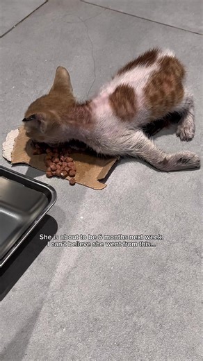 Rescue Kitten's Journey: Healing from a Broken Leg