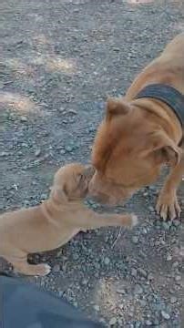 James Blown’s P-Nut Playing with his Son, McNabb’s Cali J. Reminds me so much of Canelo .. Vise-Grip