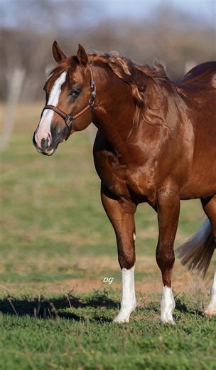 There’s a new superstar you're going to want to meet...Introducing 𝗧𝗥𝗜𝗘𝗗 𝗧𝗢 𝗧𝗘𝗟𝗟 𝗬𝗔🔥 Owned by Stanford Ranch Performance Horses, this 2019 sorrel stallion by Stevie Rey Von and out of Abby Kadabra Acre was the 2025 NCHA Open World Champion Stallion and has earned over $231,600 in the show pen! ✔︎ 𝗦𝘁𝗮𝗻𝗱𝗶𝗻𝗴 𝗮𝘁 6666 Ranch - Granbury ✔︎ 𝗘𝗹𝗶𝗴𝗶𝗯𝗹𝗲 𝗳𝗼𝗿 6666 Ranch Incentive, Breeders Invitational & NCHA Stallion Foal Incentive ✔︎ 𝟮𝟬𝟮𝟲 𝗯𝗿𝗲𝗲𝗱𝗶𝗻𝗴 𝗳𝗲𝗲: $2,50