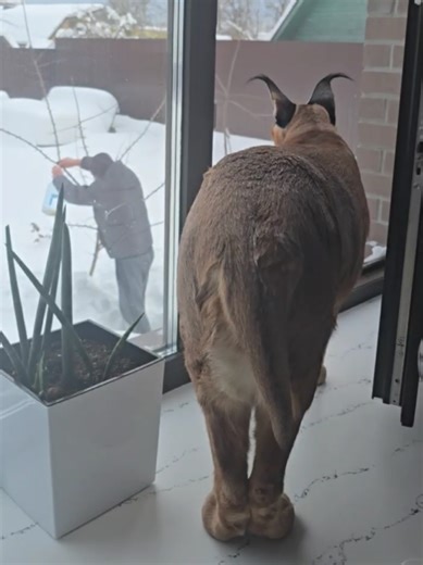 Floppa Perseus is looking at dad ##bigfloppa #floppa #caracal #catsoftiktok