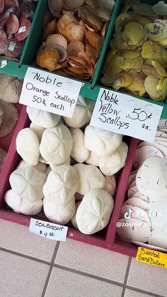 Sanibel Island: A Must-Visit Shelling Destination