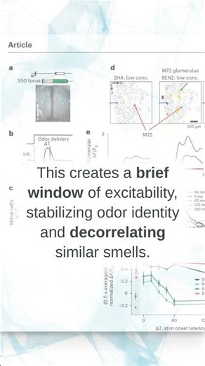 Smell Genius: Your Brain's Rapid Odor Filter! #BrainScience #ScentSecrets #Neuroscience