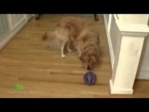 Brinquedo para Cães Kibble Nibble - Premier - Submarino.com.br