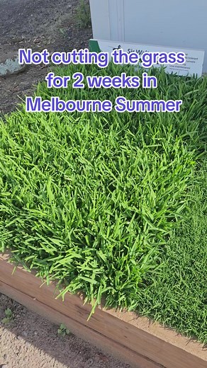 Beautiful Grass Varieties for Your Melbourne Lawn