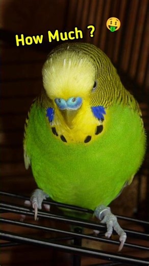 Price Of Budgerigar Bird 🤔 | #funlypet #budgie #budgerigar #birdprice #shorts