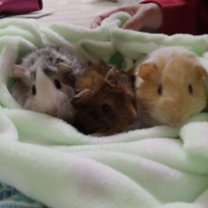 guineapigsisterslive - Twitch