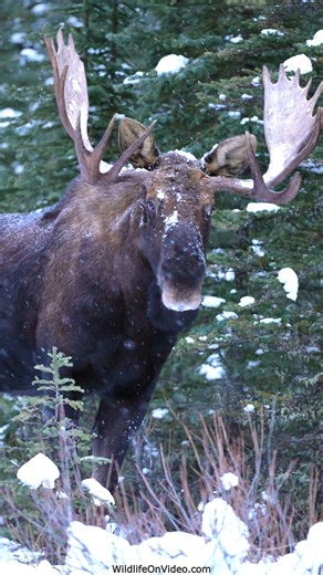 Big Bull Moose on a Beautiful Snowy Evening ► Tour Canada's Rockies! https://www.tourcanadianrockies.com #mooserut #bullmoose #wildlife | Wildlife On Video