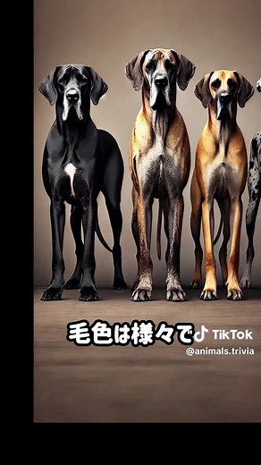 世界一大きい犬種ランキングTOP5‼️ ##犬#動物 #生き物 #雑学 #動物雑学