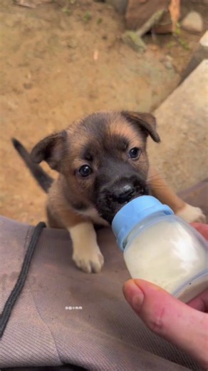 Don't touch me! Get out! Puppy, country dog. | Family BiBi