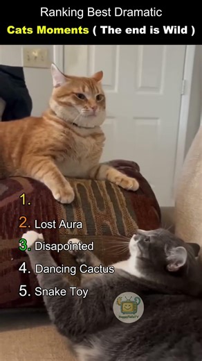 Ranking 5 best dramatic cat moments 🎭🙀 #cat #catmemes