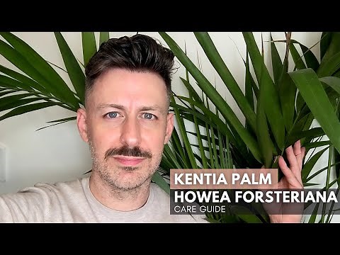 Kentia Palm (Howea forsteriana) - Care Guide and Growing Tips and Tricks