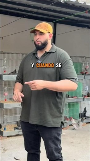 🐓Mucho cuidado al comprar gallitos… algunos detalles cambian TODO #gallos #gallosminiatura #mexico