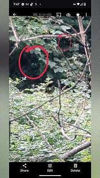 Real-Life Werewolf Sightings Caught on Camera