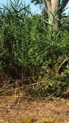 Karina Vetrano: Clear Cut—Or Not? | Dr. Todd Grande