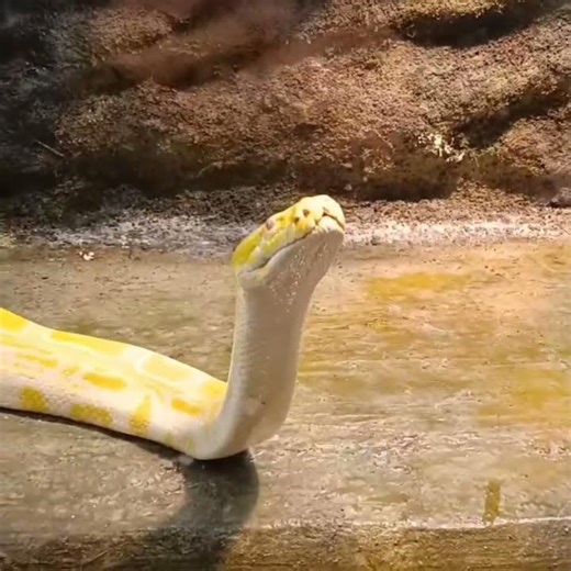 खूबसूरत लेकिन खामोश शिकारी | Banana Ball Python का खतरनाक सच!