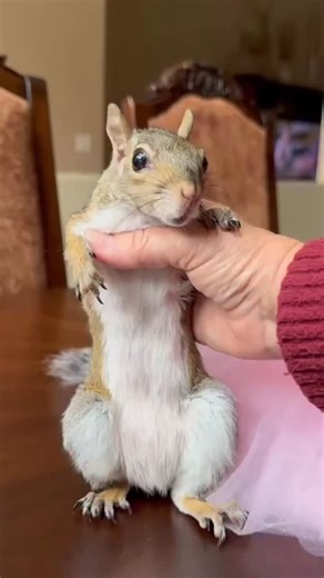 Happy Halloween friends 🎃 Glinda the good witch. #momosquirrel #halloween #glinda #glindathegoodwitch #dressup #diva #crown #fashionista #pinkdress #squirrelcostume | MoMo our squirrel girl