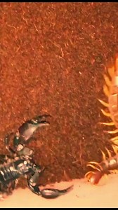 size problem #scorpion #insects #foryou | Insects wars