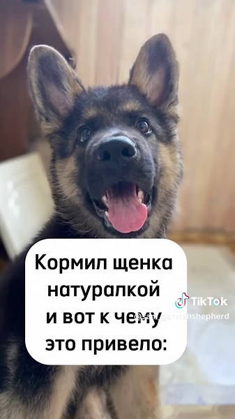 sam_germanshepherd (@sam_germanshepherd)’s videos with оригинальный звук - sam_germanshepherd