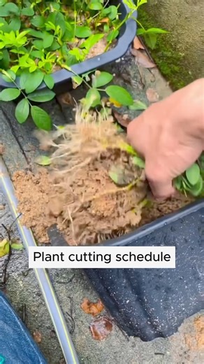 Tips for extracting flowers. #garden #gardening #plants #planting #planthacks #gardenhacks #gardeningmakemehappy #gardeningtips #gardeningideas #gardeninspiration #gardenlove | Pro Gardening