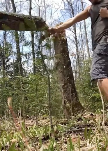 Man vs tree 🪾👊🦵🏻😂😵!!! #reels #outdoors #funny #wildlife #fighting #trees #punching #karate