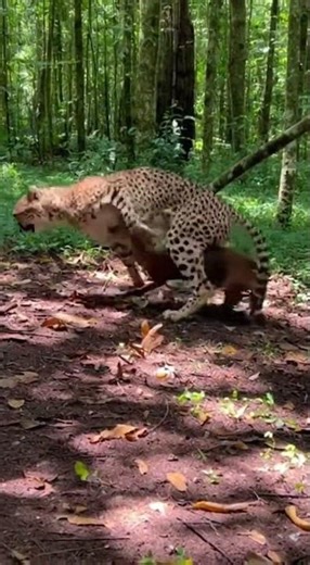 Cheetah Ambushes Agile Duiker in a Sun-Dappled African Forest #CheetahHunt #AfricanWildlife