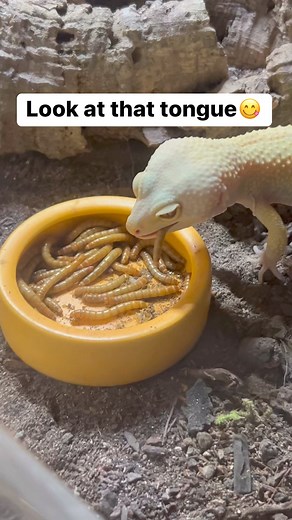 2.7K reactions · 65 shares | Her tongue and little licks make me laugh every time 凉 Leopard gecko eating mealworms. #leopard #gecko#eating #mealworms #bugs #asmr #asmreating #animals #pets #upclose #tongue #lick #earthday #spring #petlover #animalrescue #animalphotography #april #420 #california #leopardgecko #leopardgeckomorph | Chantille Wegner | Facebook