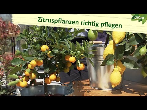 Zitruspflanzen – so gedeihen sie gut | MDR Garten
