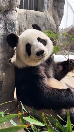 Why Do Pandas Fall So Much?🐼