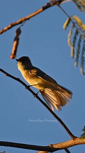 3.5K views · 177 reactions | Eastern Phoebe preening | Srikanth Boga Photography | Facebook