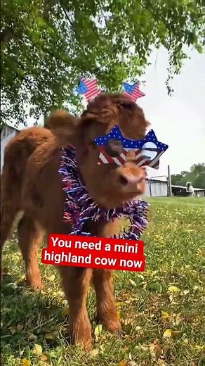 Mini Cow Lovers | Miniature Cattle | https://www.minilivestockfarm.com/ #cow