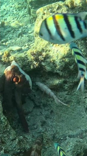 Octopus Color Changes Caught Up Close 🐙🌊✨