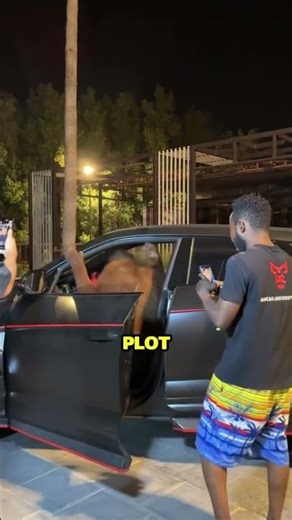 Driving lesson level: survival 🦧🚗