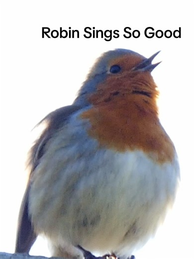 Robin's Beautiful Singing in the Garden