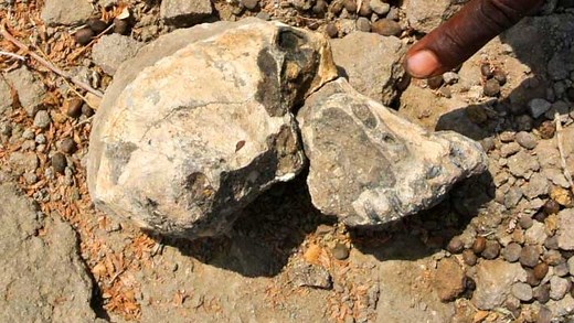 3.8-Million-Year-Old Skull of Australopithecus anamensis Found | Sci.News